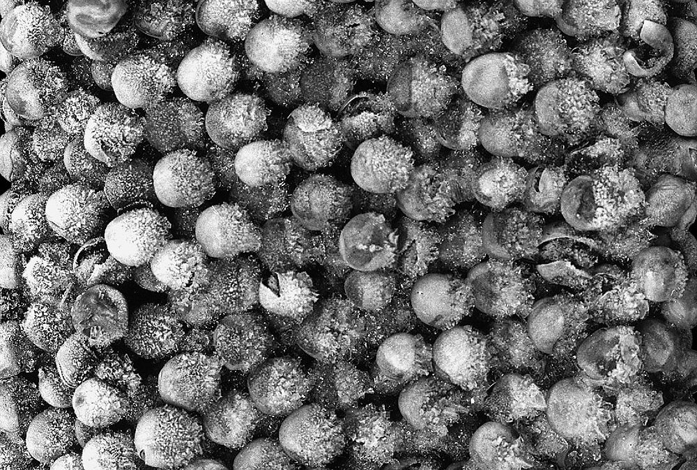 Lebensmittel, gefroren